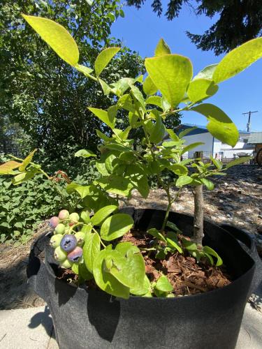 a plant in a pot with a small tree at Columbia Point Resort in Kettle Falls