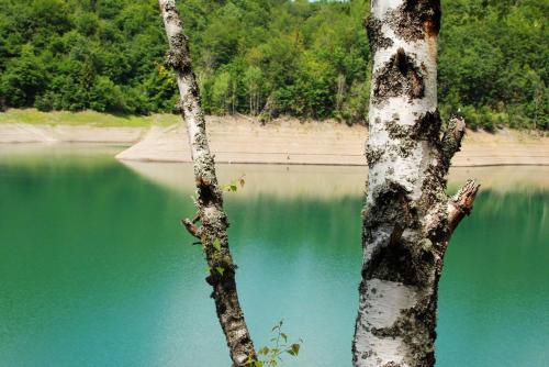 a tree next to a body of blue water at Planinska kuća Bubi - Tara, Zaovine. in Jezdići