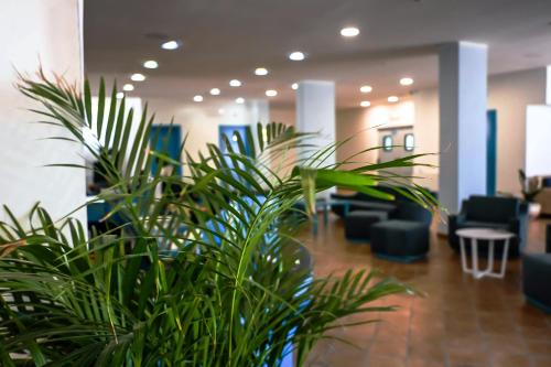 a plant in the middle of a lobby with chairs at Hotel Baia Turchese in Lampedusa