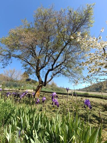 a tree in the middle of a field with purple flowers at Agriturismo Terramia in Meggiano