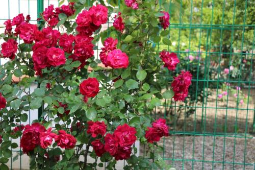 Giardino di Gallipoli Dublex House