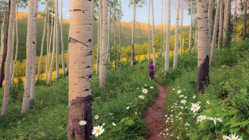 a person walking down a path through a forest of trees at Lift House Lodge, Pet Friendly, Premium Studio Condo in Vail