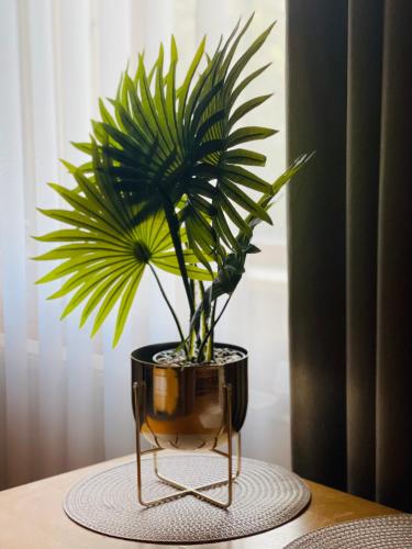 a potted plant sitting on top of a table at Tauriņkrasti in Bērzciems