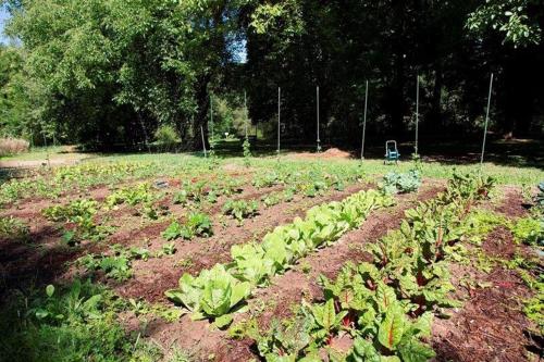 a field of lettuces growing in a field at Restaurant Niedmühle Land & Genuss Hotel in Rehlingen-Siersburg