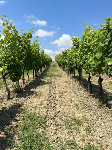 a row of apple trees in a field at Villa Chiara Piemonte in San Salvatore Monferrato