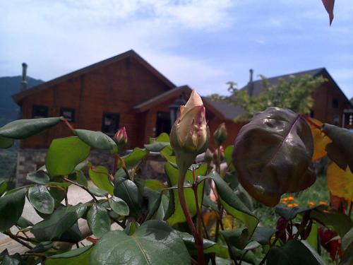 a plant with a flower in front of a building at Pasithea Mountain Chalet in Feneos