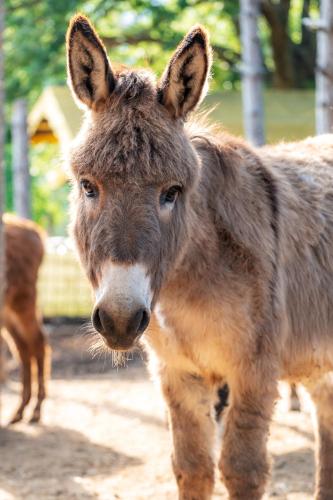 a close up of a donkey standing in the dirt at La Valle Dei Caprioli Village Bungalow Park - Freelandia Azienda Agricola in Montescudo