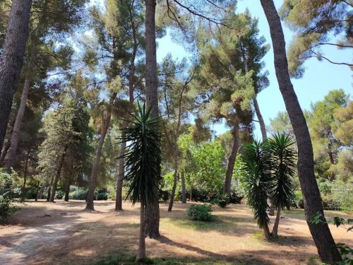 Cigalou sous les pins