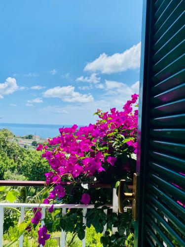 a bunch of purple flowers in a pot on a balcony at Hotel Villa Degli Aranci in Maratea