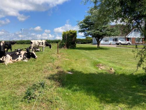 a group of cows laying in the grass in a field at Ard Falcon in Cork