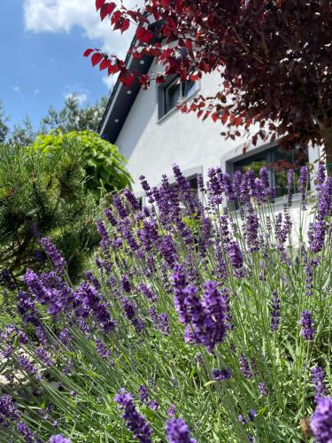 Gambar di galeri bagi HORTUS apartament z klimatyzacją di Bolesławiec