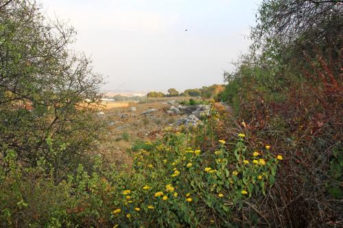 a view of a field with trees and yellow flowers at Rosh Pinat Noy in Rosh Pinna