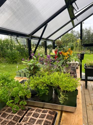 a greenhouse filled with lots of plants at Saltstraumen Hotel in Saltstraumen