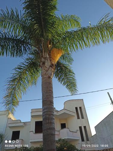 a palm tree in front of a house at Villa Confalonieri in Tricase
