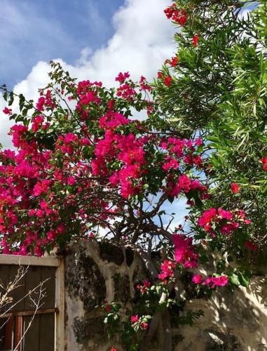 a bunch of pink flowers hanging from a building at Casita Sac-Nicté in Mahahual