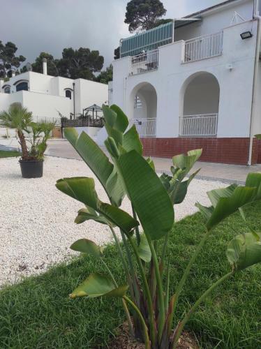 Un jardín fuera de Deluxe Romantic Suite