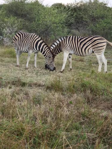 two zebras grazing in a field of grass at Kings View Exclusive Villas (KVEV) in Petronella