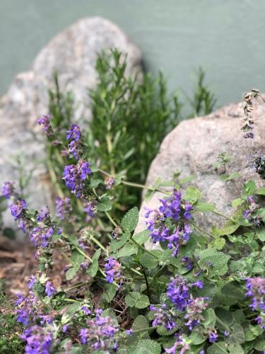 a bunch of purple flowers next to a rock at Ferienhaus Mautzfried in Reisach