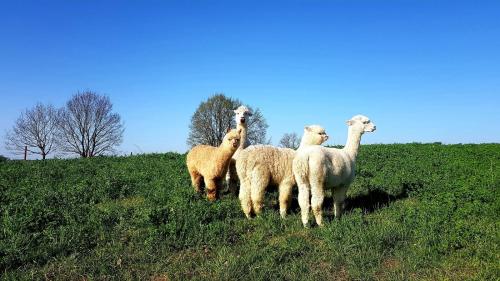 a group of sheep standing on a grassy hill at Apartament Alpaka 1 in Lidzbark Warmiński