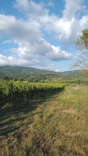 a field with a vineyard and a field of vines at La Turra - Casa di Campagna in Greve in Chianti