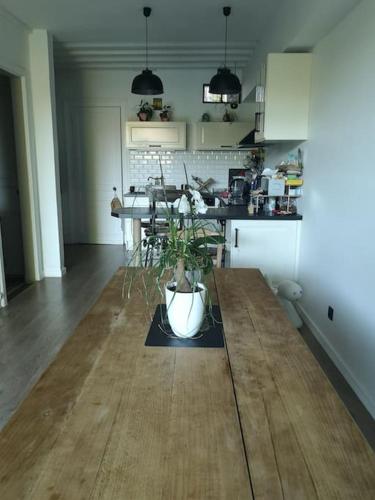 une cuisine avec une table et une plante en pot au sol dans l'établissement Échoppe bordelaise avec jardin et piscine, à Bègles