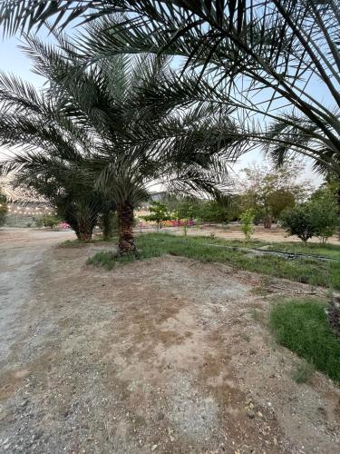 ハッタにあるWadi Alsidraの畑の中のヤシの木