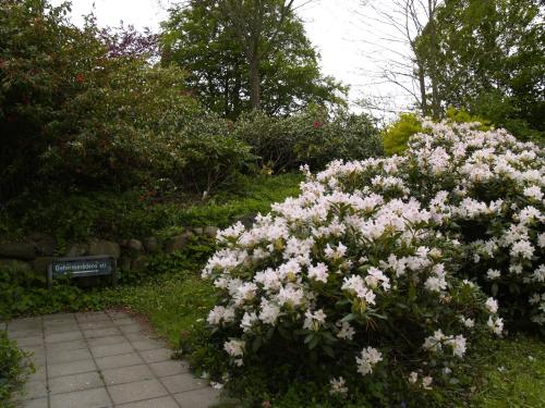 a bunch of pink flowers in a garden at Juhl's Bed & Breakfast in Kolding