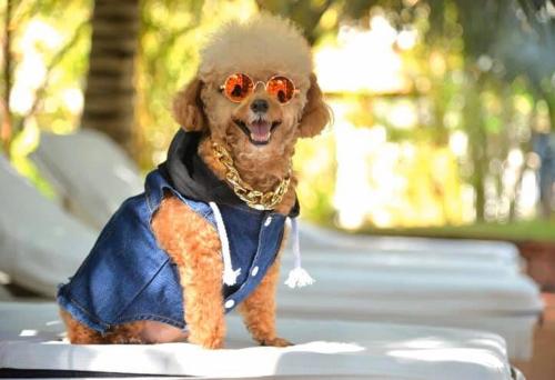 a poodle dog wearing sunglasses sitting on a table at Full Moon Village Resort in Mui Ne