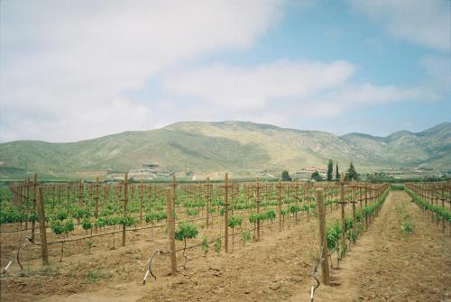 a vineyard in the mountains with mountains in the background at Alma Liebre Viñedos del Valle in Valle de Guadalupe