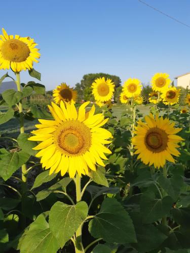 Girasole – Photos 3