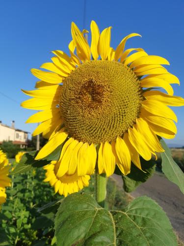 Girasole – Photos 2