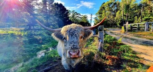 a cow with horns standing next to a fence at Wallabies, parrots, farm animals in St Helens