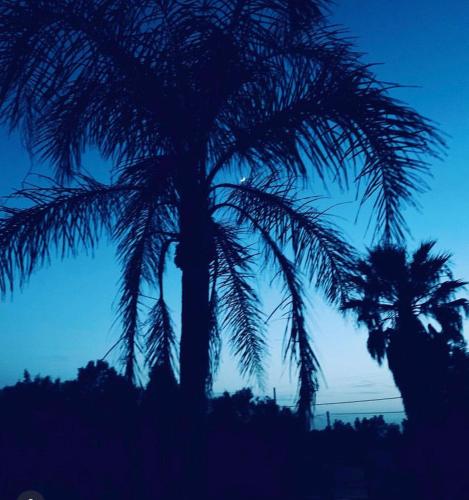 two palm trees against a blue sky at Camera Villa Sarda Aurora in Elmas