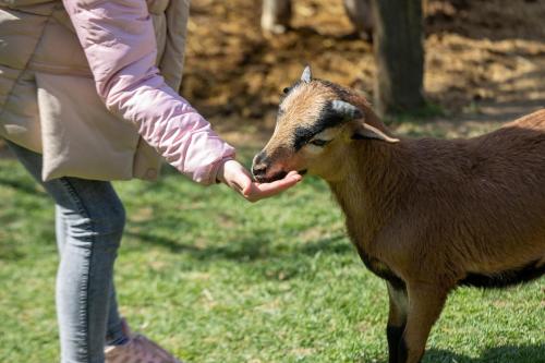 a woman is petting a baby goat at Puchner Kastélyszálló Prémium in Bikal
