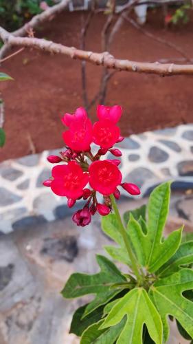 a bunch of red flowers on a plant at Aqua Arina Holiday Farm House in Murud
