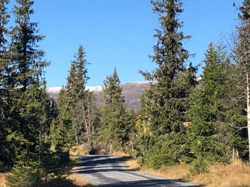 Sykkelhytte ved Slåtten i Synnfjellet في Nord Torpa: طريق وسط غابه فيها اشجار