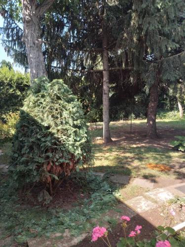 un arbusto que está sentado junto a un árbol en 2 Rooms Retro Guesthouse in a silent garden, en Vecsés