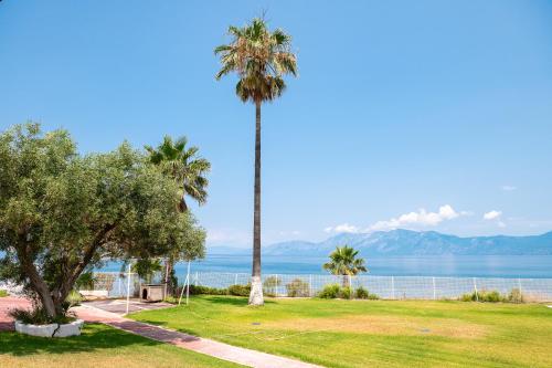 a palm tree in a park next to the water at Blue Marine Village in Chalkida