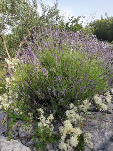 a bunch of purple and white flowers in a garden at Robinson Haus PanoramA No Electricity in Zagvozd