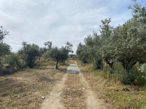 a dirt road in a field with olive trees at Cor de Azeitona in Aldeia do Mato