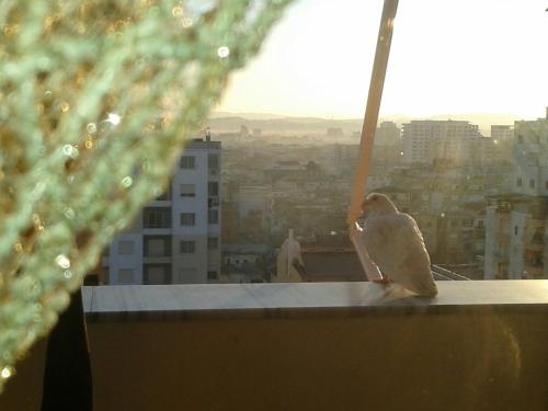 ptak siedzący na krawędzi budynku w obiekcie Studio Apartment w Durrës