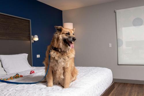 a dog sitting on top of a bed at Tru By Hilton Rapid City Rushmore, Sd in Rapid City