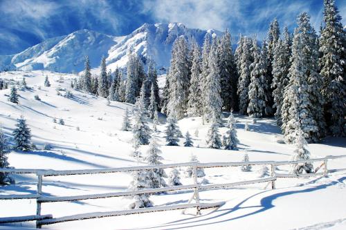 a snow covered slope with trees and a mountain at Apartmán 111 Vila Zuberec in Zuberec