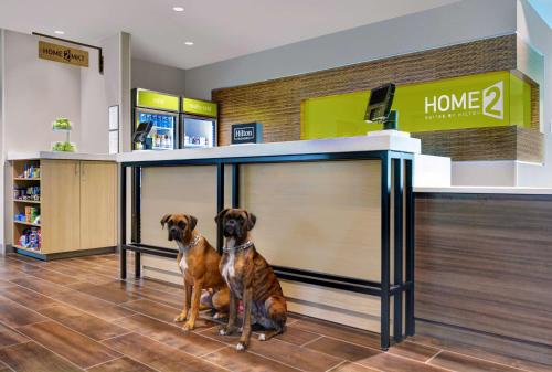 two dogs sitting under a counter in a store at Home2 Suites By Hilton Largo, Fl in Largo