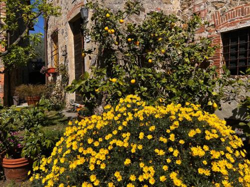 a bunch of yellow flowers in front of a building at La Casina dei Frati in Lucca