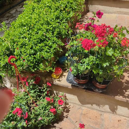 a group of flowers in pots on a wall at Guesthouse Runcini in Ferentillo