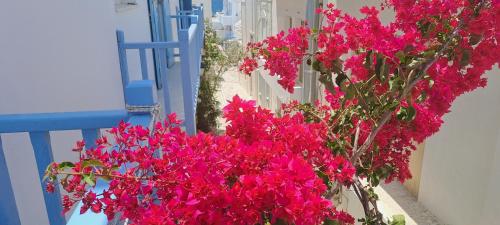 Κήπος έξω από το Dinas Inn 