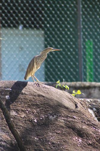 a bird standing on top of a rock at Jungle Tide in Kandy