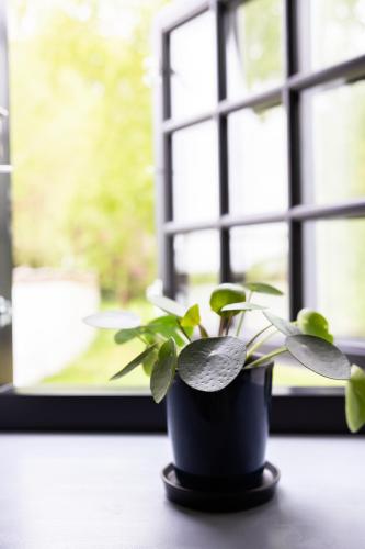 a plant in a black pot on a window sill at Berits Bed and Breakfast in Haderslev