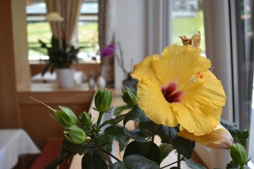 a yellow flower in a vase next to a window at Hotel Kleißl in Oberperfuss